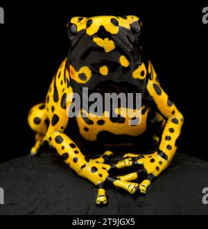 Giftpfeilfrosch (Dendrobates leucomelas) Stockfoto