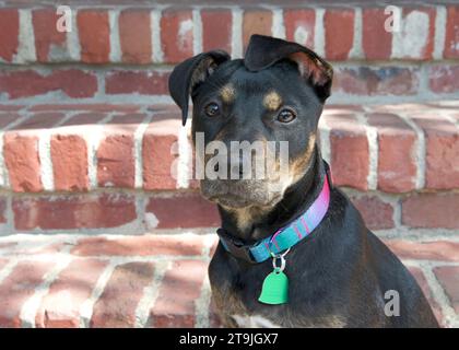 Nahaufnahme des Porträts eines schwarz-braunen amerikanischen Staffordshire Terrier Hündchens, der auf Steintreppen sitzt und Schritte hinter sich hat. Blick direkt auf die Aussicht Stockfoto