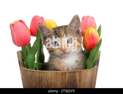 Calico-Kätzchen, die aus einem Holzeimer mit bunten Frühlingstulpen hinter ihr auftauchen und direkt auf den Betrachter schauen. Isoliert auf weiß. Stockfoto