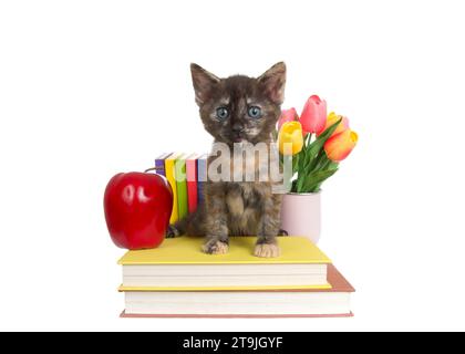 Ein süßes tortie-Tabby-Kätzchen, das direkt auf den Betrachter blickt, auf bunten Büchern sitzt, mit einer Reihe von Büchern dahinter. Hellroter Apfel und Vase von Tulpe flo Stockfoto