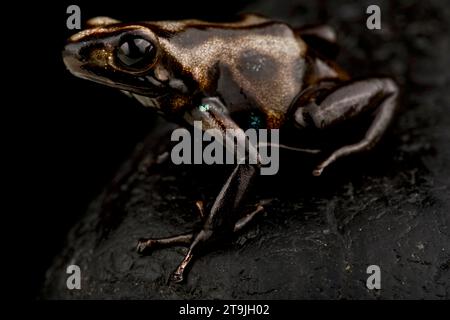 Tarnfrosch (Dendrobates auratus) Stockfoto