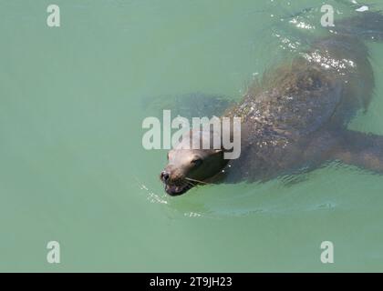 Kalifornische Seelöwen schwimmen in ruhigem, trübem Bucht-Wasser, Mund offen. Blick von oben in einem Winkel. Stockfoto