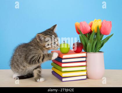 Entzückendes Tabby-Kätzchen, das neben bunten Büchern sitzt, die auf einem hellen Holztisch mit blauem Hintergrund gestapelt sind. Äpfel auf gestapelten Büchern. Rosa V Stockfoto