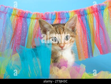 Das niedliche Tabby Calico Mix Kätzchen direkt beim Betrachter und blickt durch den bunten Tüll in den Gay Pride Rainbow Farben Grün, Blau, Orange, Gelb und Re Stockfoto