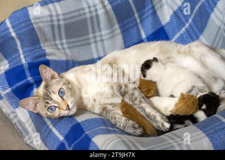 Lynx Point Siamkatze, die sich hinlegt und den Betrachter mit vier neugeborenen Kätzchen ansieht, die in einem Bett mit blau-weißer karierter Decke schlafen und pflegen. Stockfoto