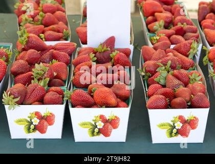 Bauernmarkt mit Körben mit frisch geernteten Reifen Erdbeeren. Preiskarte leer. Stockfoto