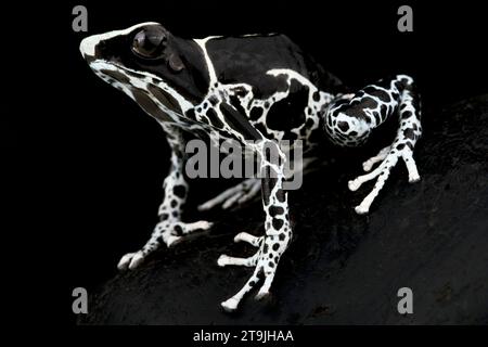 Der Dendrobates tinctorius (Dendrobates tinctorius) ist eine große, bunte Froschart aus dem Guayana-Schild in Südamerika. Stockfoto