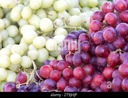 Nahaufnahme von frischen roten Bio-Trauben auf den Stielen auf dem Bauernmarkt. Grüne Trauben im Backboden. Hintergrund mit frischem Obst. Stockfoto