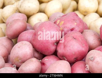 Nahaufnahme von roten Kartoffeln mit hellbraunen Kartoffeln dahinter, die auf dem Bauernmarkt verkauft werden. Stockfoto