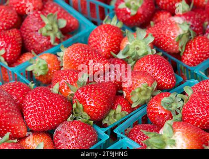 Nahaufnahme von grünen Körben gefüllt mit frisch geernteten Reifen roten Erdbeeren zum Verkauf auf dem Bauernmarkt. Stockfoto