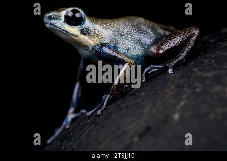 Der Erdbeer-Dartfrosch (Oophaga pumilio) ist eine sehr variabel gefärbte Froschart aus Mittelamerika. Stockfoto