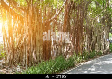 Banyan-Wurzeln hängen am Banyan-Baum. Stockfoto