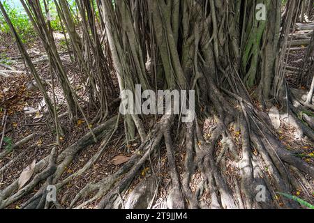 Banyan-Wurzeln hängen am Banyan-Baum. Stockfoto