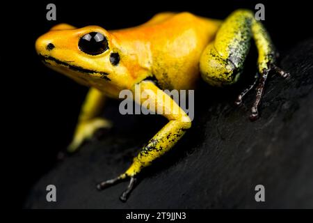 Der Goldene Giftpfeilfrosch (Phyllobates terribilis) gilt als das giftigste Tier der Erde. Stockfoto