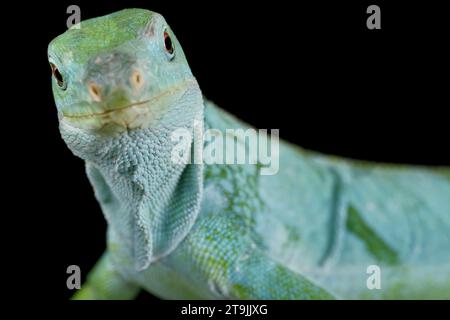 Der Lau Banded Iguana (Brachylophus fasciatus) ist eine vom Aussterben bedrohte Reptilienart der Fidschi-Inseln. Stockfoto