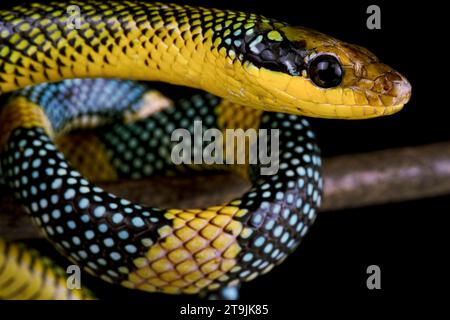 Die mythische Regenbogenbaumschlange (Gonyosoma margaritus) ist eine äußerst seltene und wunderschöne Schlangenart von der Insel Borneo. Stockfoto