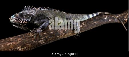 Der Sabah Schwarze Leguan (Iguana melanoderma) ist ein kritisch gefährdeter Iguanid von der Insel Saba, die auf den Antillen liegt. Stockfoto