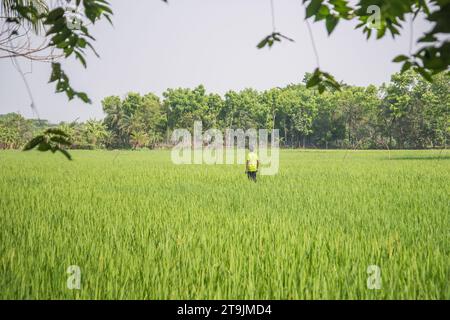 Reisfeld in Khulna, Bangladesch. Stockfoto