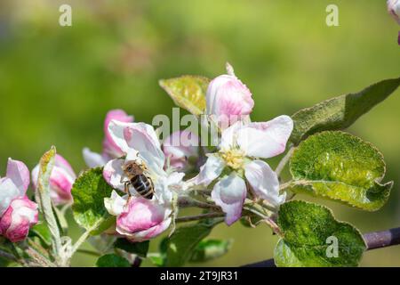 Nahaufnahme einer Biene, die Nektar aus Apfelblüten sammelt. Verschwommener grüner früherer Hintergrund. Kopierbereich. Stockfoto