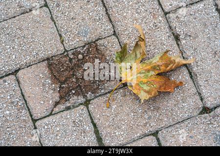 Herbstfarbenes Blatt auf dem Gehsteig. Muster und Textur. Nasse Form, selbst an bewölkten Tagen kann man nicht dem eigenen Schatten entkommen. Konzept. Stockfoto