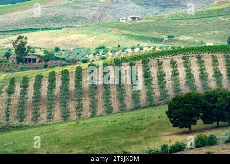 Landwirtschaftliche Felder in der Region Trapani - Sizilien - Italien Stockfoto