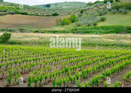 Catarratto Trauben Weinberg in der Region Trapani - Sizilien - Italien Stockfoto