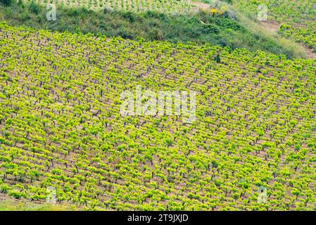 Catarratto Trauben Weinberg in der Region Trapani - Sizilien - Italien Stockfoto