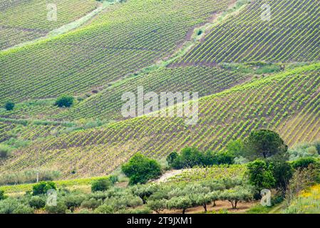 Catarratto Trauben Weinberg in der Region Trapani - Sizilien - Italien Stockfoto