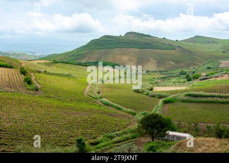 Catarratto Trauben Weinberg in der Region Trapani - Sizilien - Italien Stockfoto