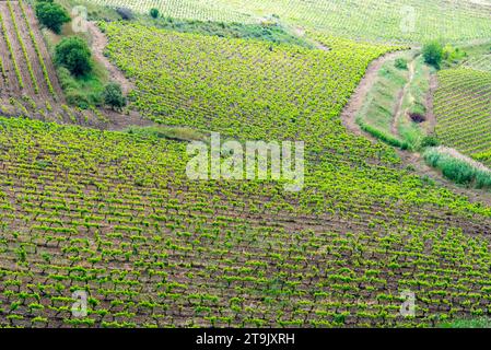 Catarratto Trauben Weinberg in der Region Trapani - Sizilien - Italien Stockfoto