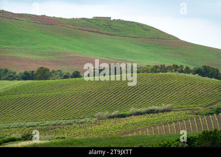 Catarratto Trauben Weinberg in der Region Trapani - Sizilien - Italien Stockfoto