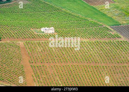 Catarratto Trauben Weinberg in der Region Trapani - Sizilien - Italien Stockfoto