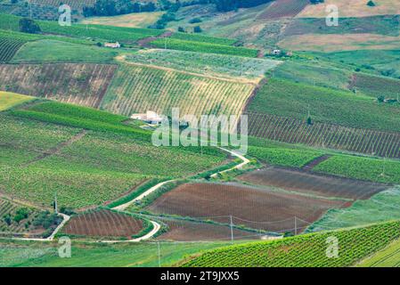 Catarratto Trauben Weinberg in der Region Trapani - Sizilien - Italien Stockfoto