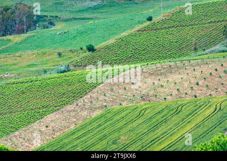 Catarratto Trauben Weinberg in der Region Trapani - Sizilien - Italien Stockfoto