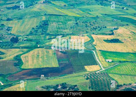 Catarratto Trauben Weinberg in der Region Trapani - Sizilien - Italien Stockfoto