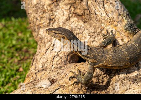 Waran Varanus salvator im Lumphini-Park in Bangkok, Thailand, Asien | Monitor Lizard Varanus salvator im Lumphini Park in Bangkok, Thailand, Asien Stockfoto