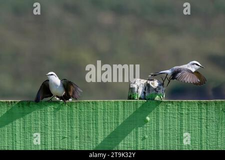 Balz mit zwei maskierten Wassertyrannen (Fluvicola nengeta), Serra da Canastra Nationalpark, Minas Gerais, Brasilien Stockfoto