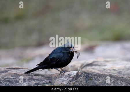 Knipolegus lophotes, der ein großes Insekten fängt, Serra da Canastra Nationalpark, Minas Gerais, Brasilien Stockfoto