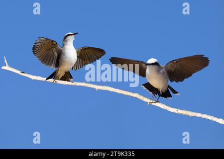 Balz mit zwei maskierten Wassertyrannen (Fluvicola nengeta), Serra da Canastra Nationalpark, Minas Gerais, Brasilien Stockfoto