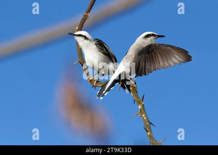 Balz mit zwei maskierten Wassertyrannen (Fluvicola nengeta), Serra da Canastra Nationalpark, Minas Gerais, Brasilien Stockfoto