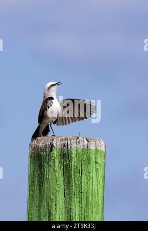 Balz mit einem maskierten Wassertyrann (Fluvicola nengeta), Serra da Canastra Nationalpark, Minas Gerais, Brasilien Stockfoto