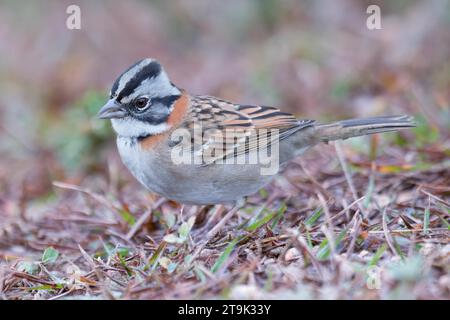 Sparrow mit Rufenkragen (Zonotrichia capensis), Nationalpark Serra da Canastra, Minas Gerais, Brasilien Stockfoto