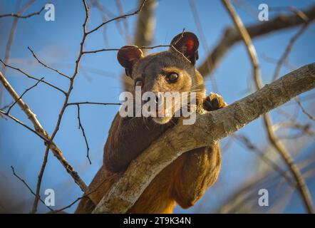 Fossa kriechende Katze (Cryptoprocta ferrox) an einem Baum in den trockenen Wäldern Madagaskars Stockfoto