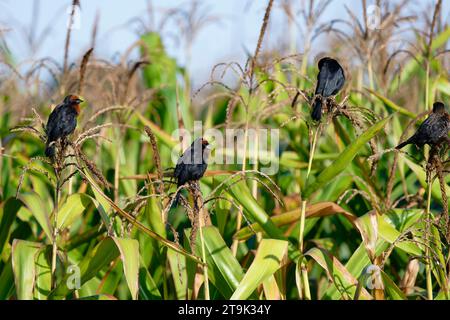 Gruppe von Kastanienbarsch (Chrysomus ruficapillus) in Vegetation, Serra da Canastra Nationalpark, Minas Gerais, Brasilien Stockfoto