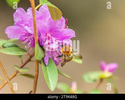Rosafarbene Blüten des sibirischen Rhododendron-Kopierraums. Rhododendron dauricum. Frühjahrsblüte des Altai Rhododendron. Nahaufnahme von Rhododendron dauricu Stockfoto