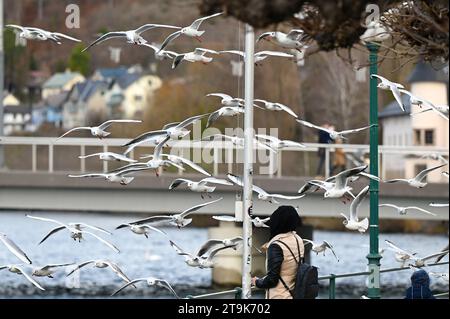 Viele Möwen tummeln sich im Winter in Gmunden am Traunsee Stockfoto