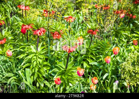 Fritillaria imperialis, der Kronenfritillar oder Kaiserfritillar, eine Lilienart in einem englischen Blumenbeet Stockfoto