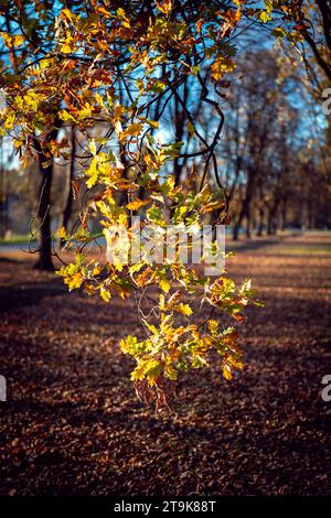 Wunderschöne bunte Blätter, die von der Nachmittagssonne beleuchtet werden. Herbstfarben. Goldene Stunde. Stockfoto