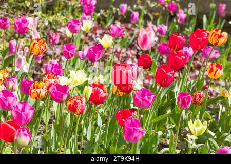 Bunte Tulpenblüten, Pflanzen, die in einem Blumenbeet in einem englischen Garten wachsen, Großbritannien Stockfoto
