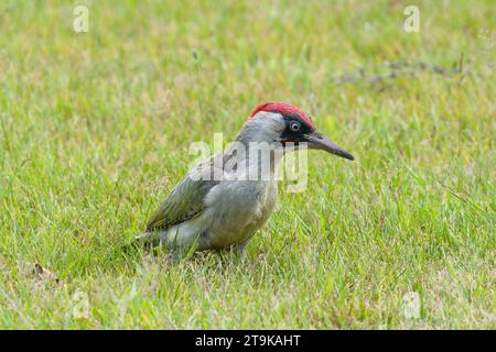 Männlicher grüner Spechte (Picus viridis), der auf Rasen in einem britischen Garten auf der Suche ist Stockfoto